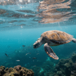 11 interesting facts about Turtles