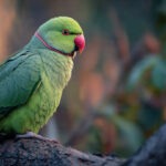11 Interesting Facts about Parrots