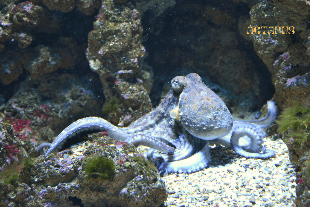 11 Interesting Facts About Octopus