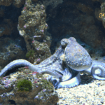 11 Interesting Facts About Octopus