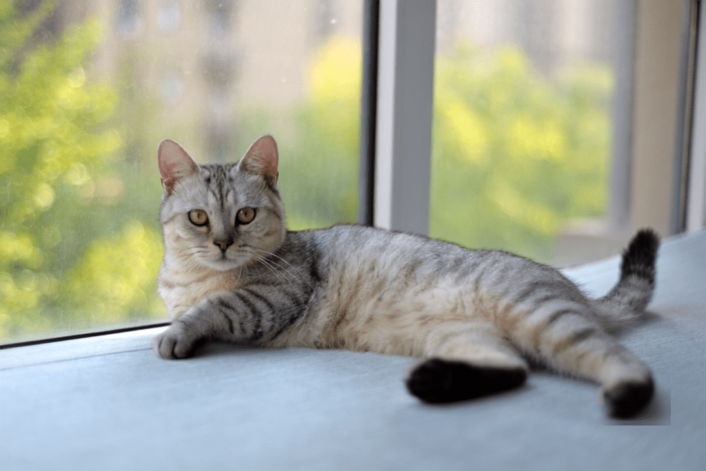 cat