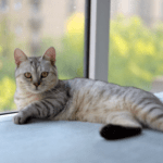 11 fun facts about cats