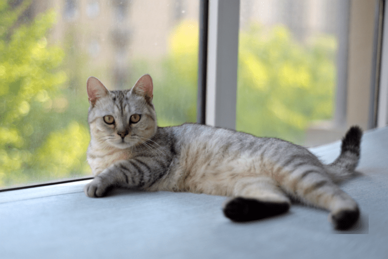 cat